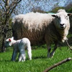 Ewe and Lamb 3 MP